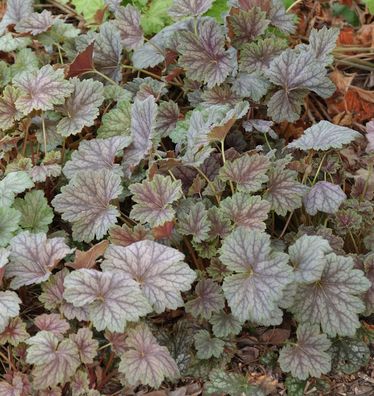Purpurglöckchen Dales Strain - Heuchera americana
