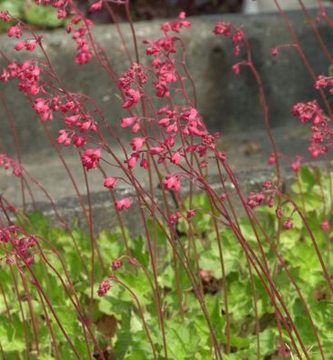 Purpurglöckchen Red Spangles - Heuchera brizoides
