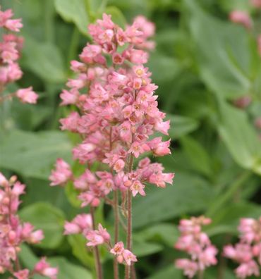Purpurglöckchen Weserlachs - Heuchera brizoides