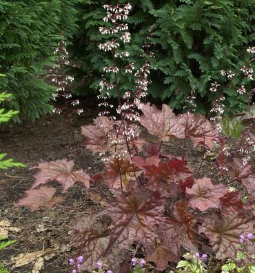 Purpurglöckchen Chocolate Veil - Heuchera americana