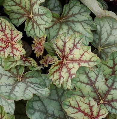 Purpurglöckchen Green Spice - Heuchera americana
