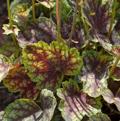 Purpurglöckchen Beauty Colour - Heuchera micrantha