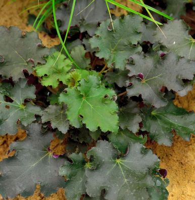 Purpurglöckchen Purple Petticoats - Heuchera micrantha
