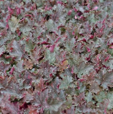 Purpurglöckchen Stormy Seas - Heuchera micrantha