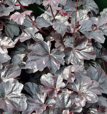 Silberglöckchen Obsidian - Heuchera cultorum