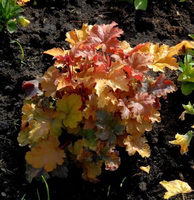 Purpurglöckchen Amber Waves - Heuchera micrantha