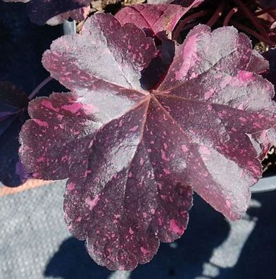 Purpurglöckchen Midnight Rose - Heuchera micrantha