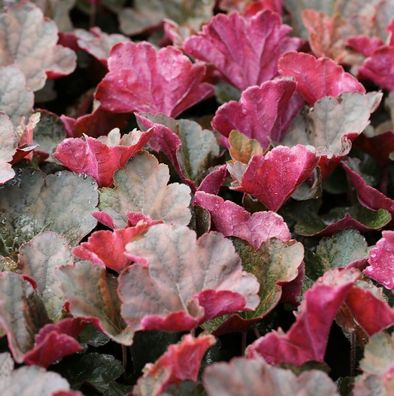 Purpurglöckchen Mocha - Heuchera micrantha