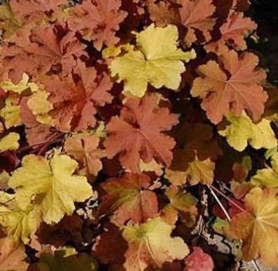 Purpurglöckchen Caramel - Heuchera villosa