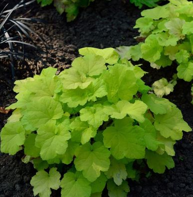 Purpurglöckchen Citronella - Heuchera villosa