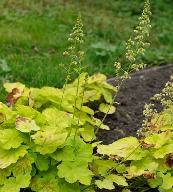 Purpurglöckchen Tiramisu - Heuchera villosa