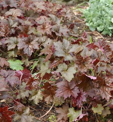 Silberglöckchen Forever Purple - Heuchera cultorum