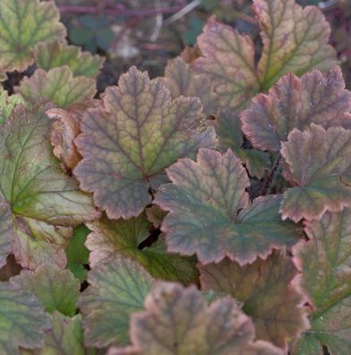 Purpurglöckchen Amethyst Myst - Heuchera micrantha