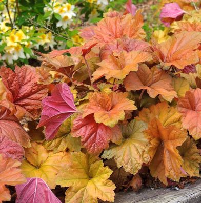 Purpurglöckchen Brownies - Heuchera villosa
