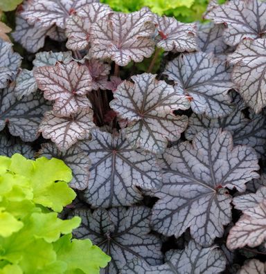 Purpurglöckchen Pinot Gris - Heuchera villosa