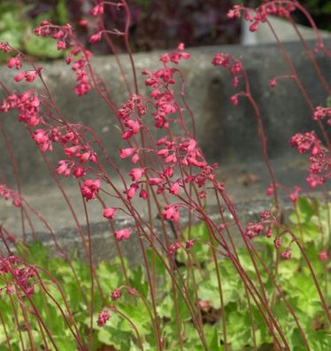 Silberglöckchen Amberosus - Heuchera cultorum