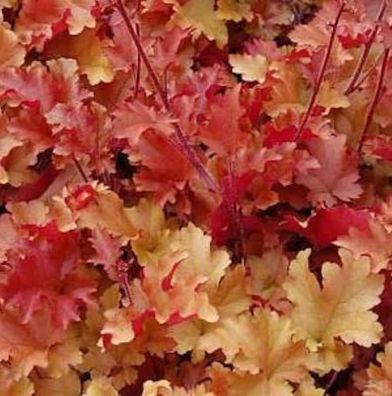 Purpurglöckchen Creme Brülee - Heuchera brizoides