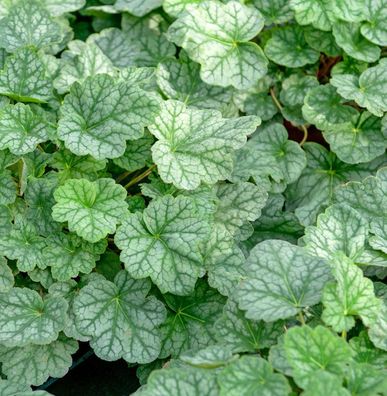 Silberglöckchen Mint Julep - Heuchera cultorum