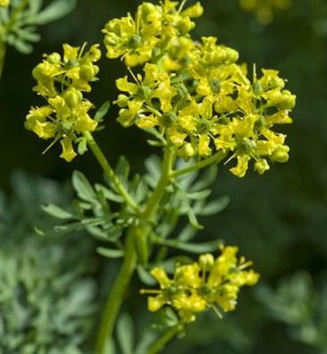Weinraute - Ruta graveolens