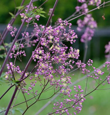 Prächtige Wiesenraute Elin - Thalictrum rochebrunianum