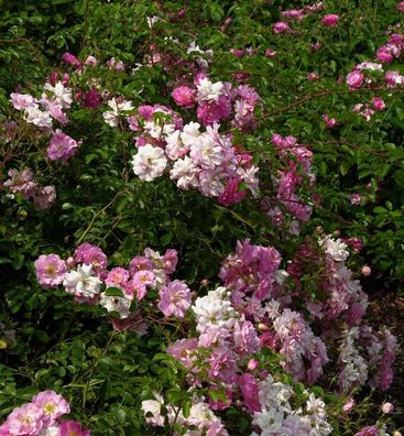 Hochstamm Rose Marondo 80-100cm