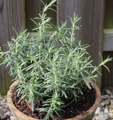 Rosmarin - Rosmarinus officinalis