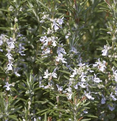 Rosmarin Veitshöchheim - Rosmarinus officinalis