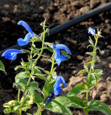 Ziersalbei Sensation Sky Blue - Salvia nemorosa