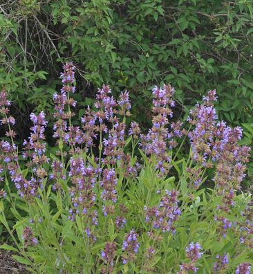 Echter Salbei Würzburg - Salvia officinalis