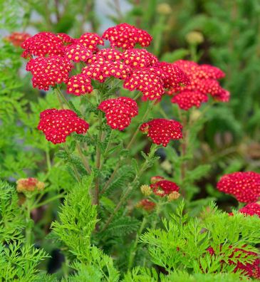 Schafgarbe Pomegranate® - Achillea millefolium