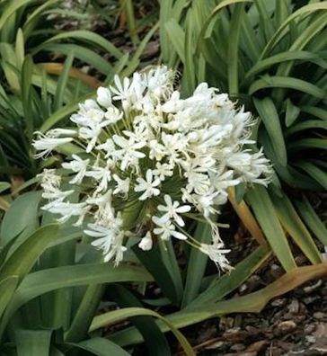 Liebesblume Schmucklilie Polar Ice - Agapanthus africanus