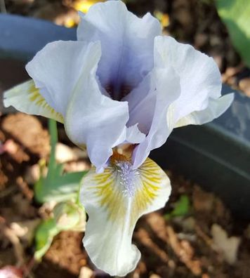 Zwergschwertlilie Alsterquelle - Iris barbata