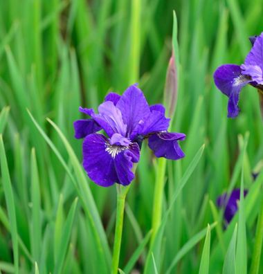 Sibirische Schwertlilie Dancing Nanou - Iris sibirica