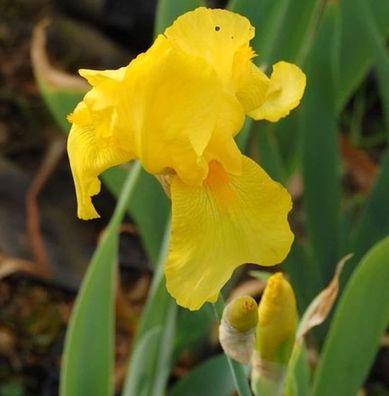 Schwertlilie Ola Kala - Iris barbata
