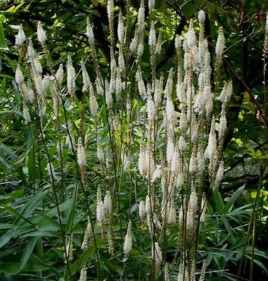 Silberkerze Frau Herms - Actaea simplex