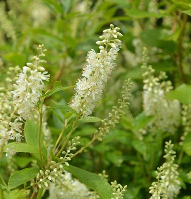Hochstamm Silberkerzenstrauch Hummingbird 80-100cm- Clethra alnifolia