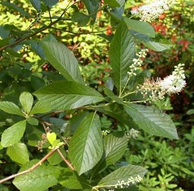 Erlen Zimterle 100-125cm - Clethra fargesii