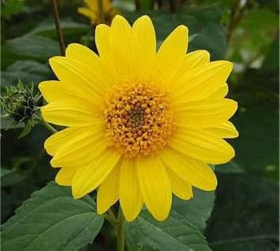 Topinambur - Helianthus tuberosus
