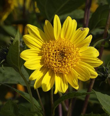 Sonnenblume Capenock Star - Helianthus decapetalus
