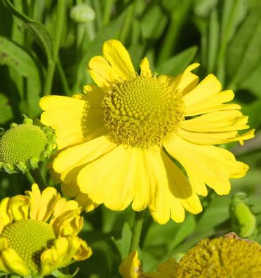 Herbst Sonnenbraut Magnificum - Helenium autumnale