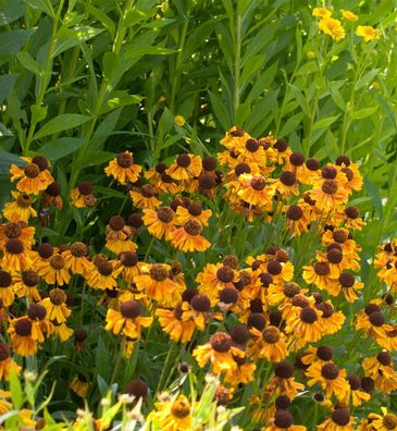 Sonnenbraut Wyndley - Helenium cultorum