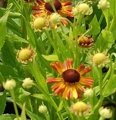Sonnenbraut Loysder Wieck - Helenium cultorum