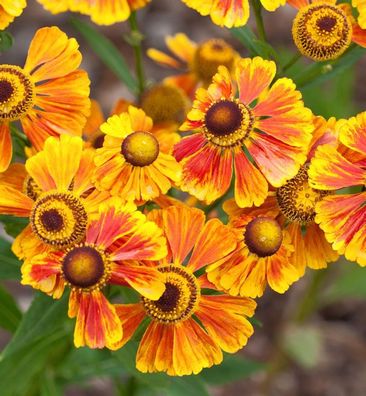 Sonnenbraut Flammenrad - Helenium