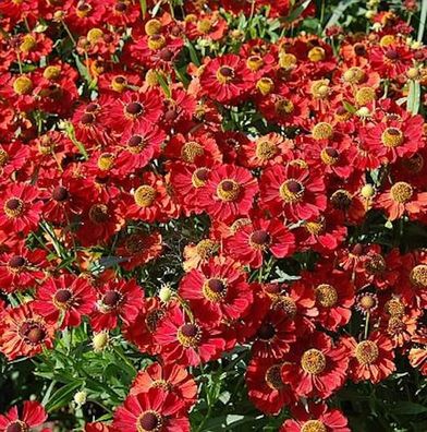 Sonnenbraut Rubinzwerg - Helenium cultorum