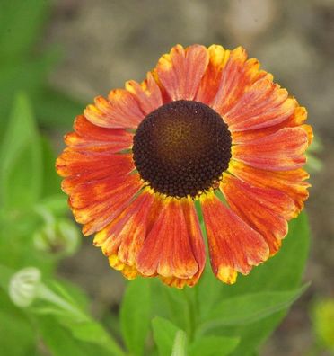 Sonnenbraut Waltraut - Helenium