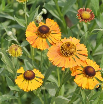 Sonnenbraut Zimbelstern - Helenium