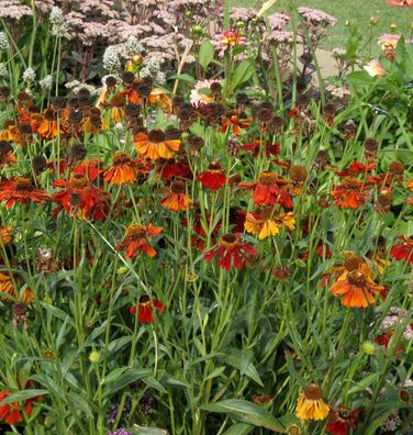 Sonnenbraut Mardi Gras - Helenium cultorum