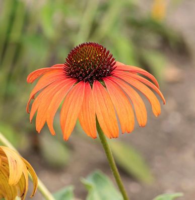 Sonnenhut Arts Pride - Echinacea purpurea
