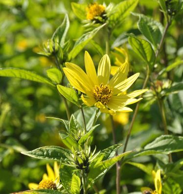 Gelbes Sonnenröschen - Helianthemum nummularium