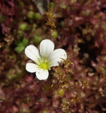 Rasensteinbrech Findling - Saxifraga cespitosa